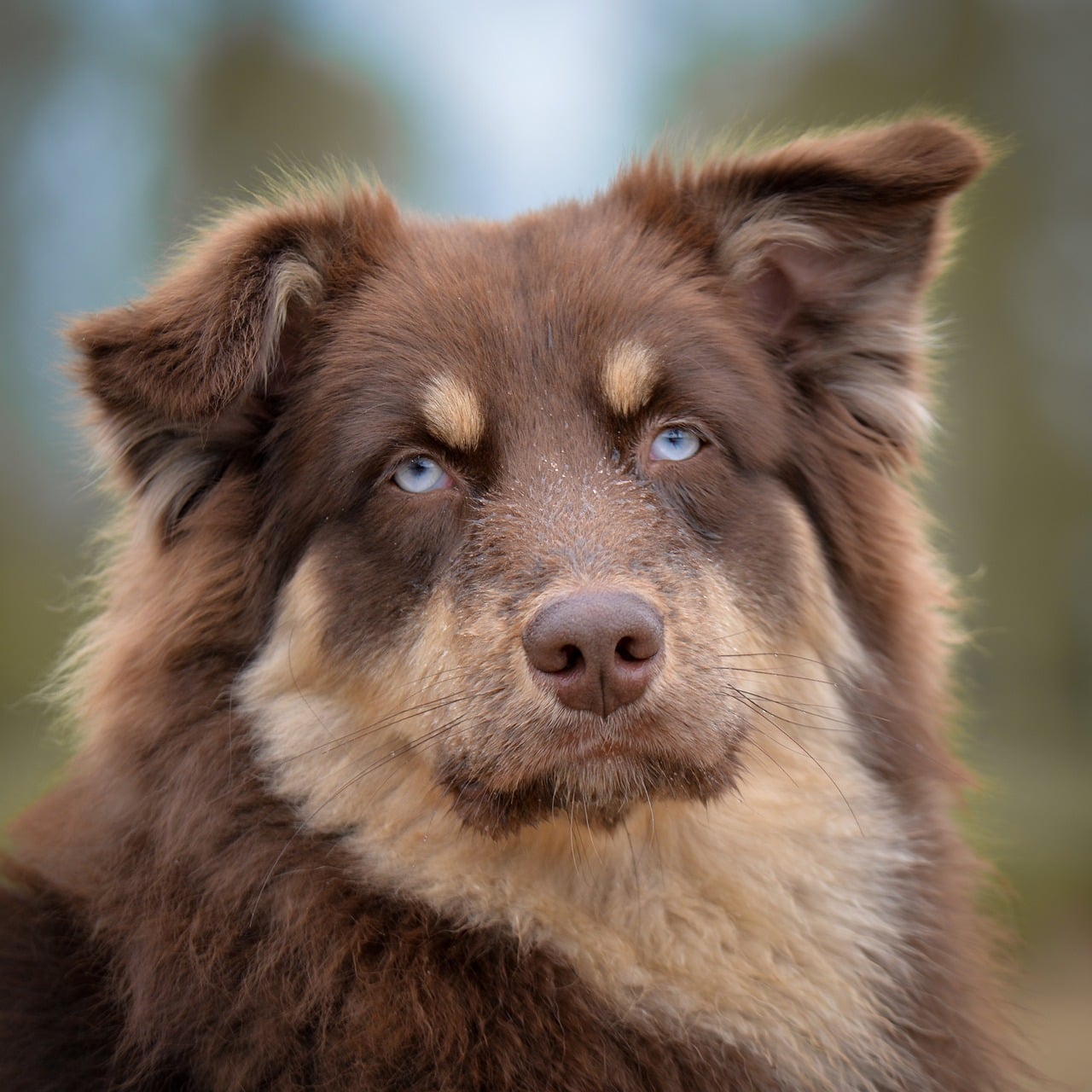 A dog undergoing diagnostic blood testing at a veterinary clinic