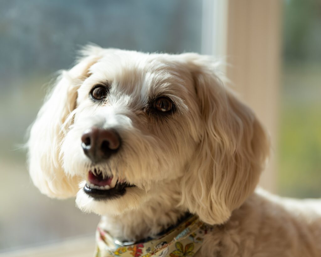 platelets blood test in dogs what it measures
