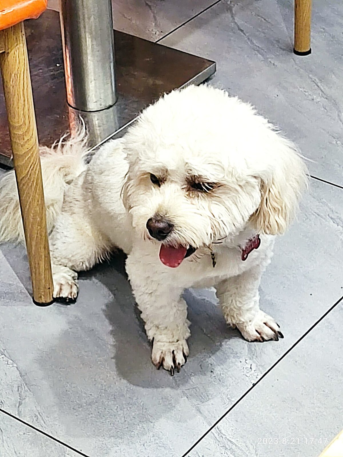 A dog undergoing diagnostic blood testing at a veterinary clinic