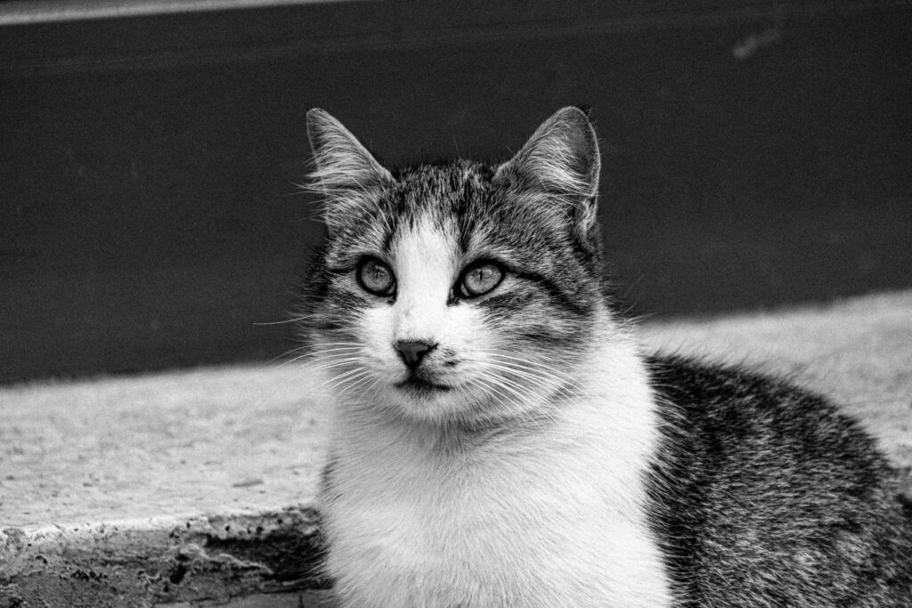 potassium in cats how to read and interpret the result