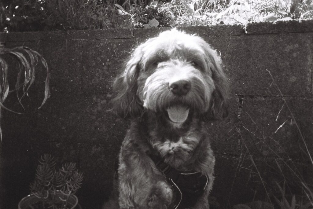 potassium levels in senior dogs normal or not