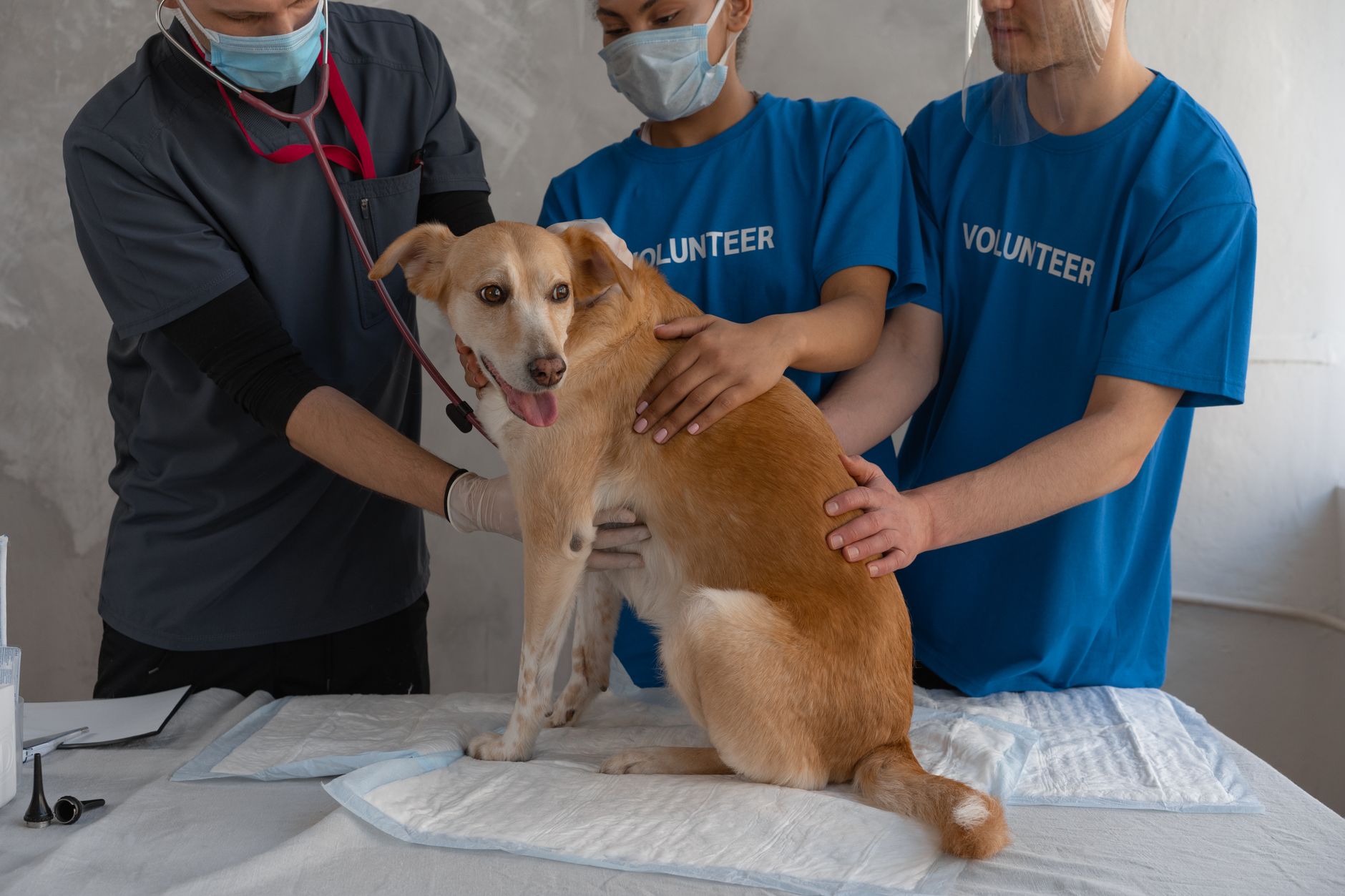 Veterinary care for a dog