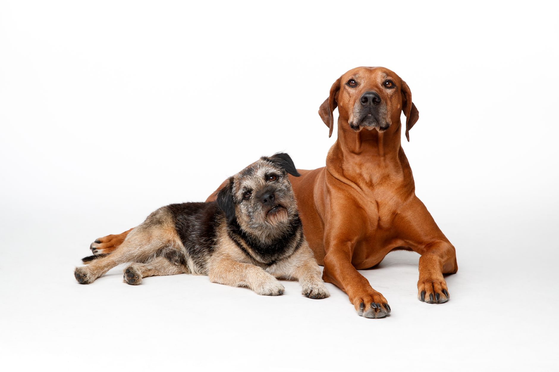 Portrait of a dog at a veterinary clinic