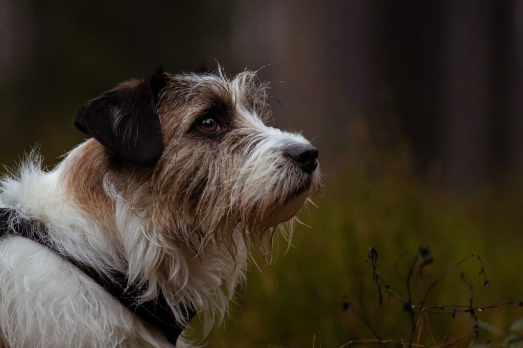 rising ast over time in dogs trend interpretation