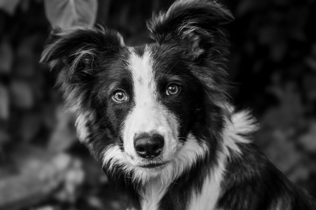 slightly elevated ggt in dogs should you worry