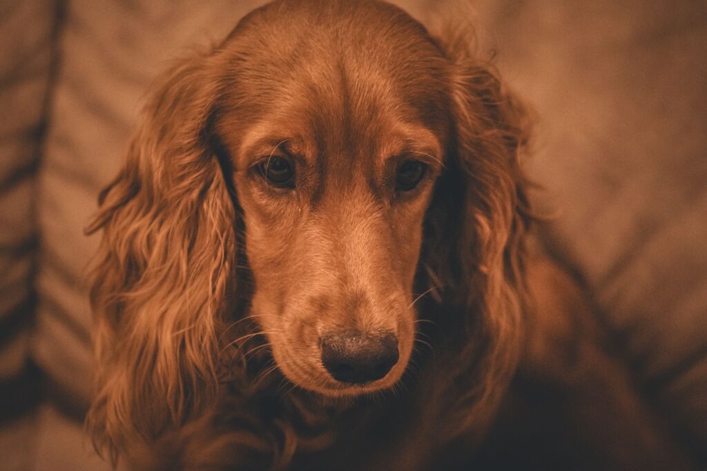 sodium blood test in dogs what it measures