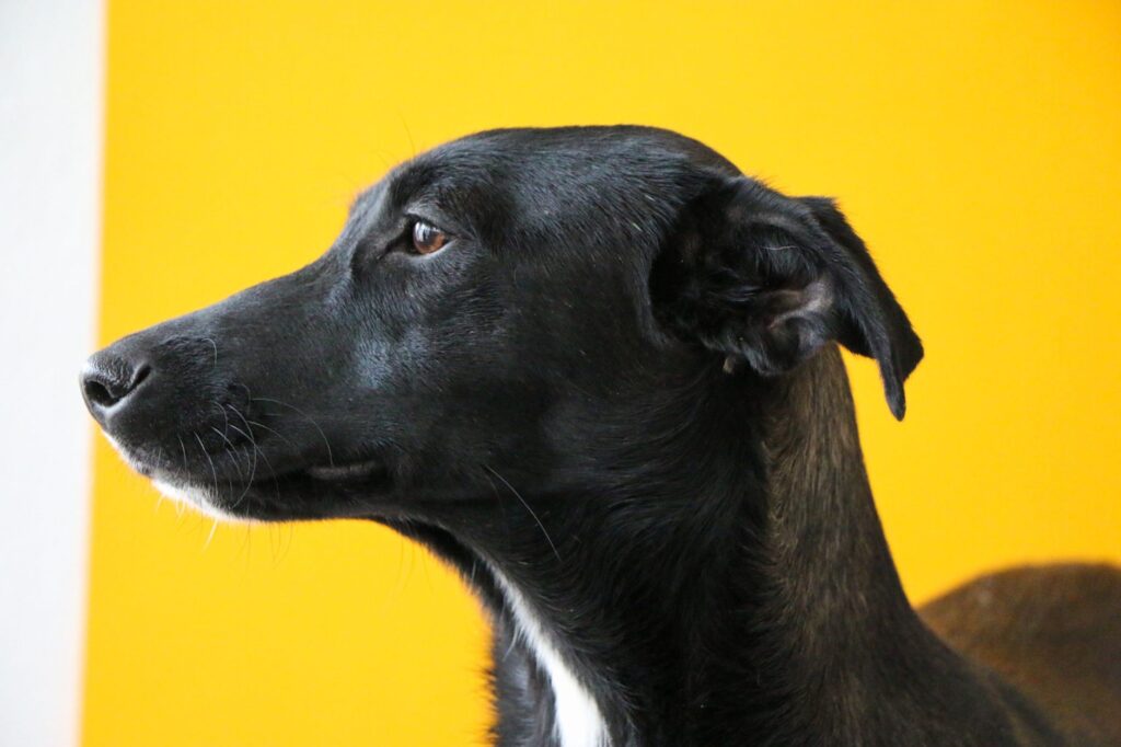 sodium levels in senior dogs normal or not