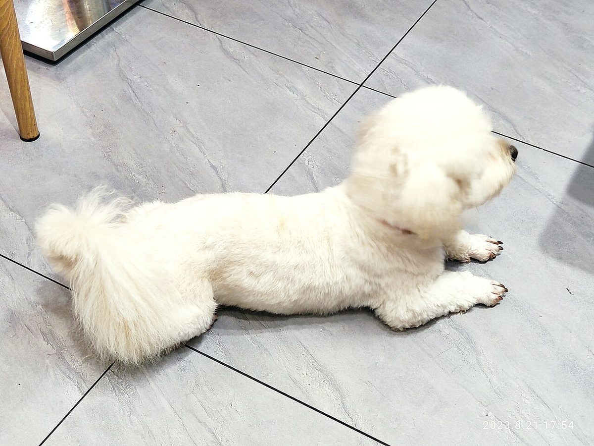 A dog undergoing diagnostic blood testing at a veterinary clinic