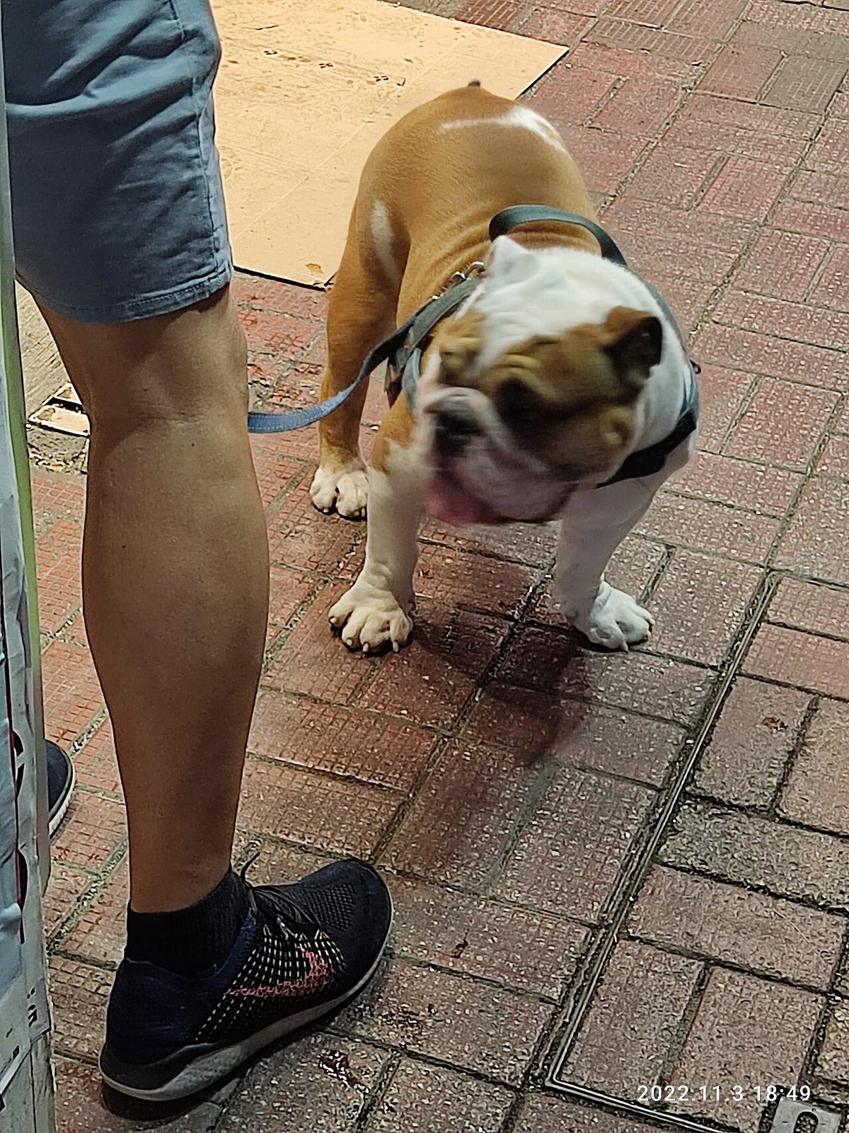 A dog undergoing diagnostic blood testing at a veterinary clinic