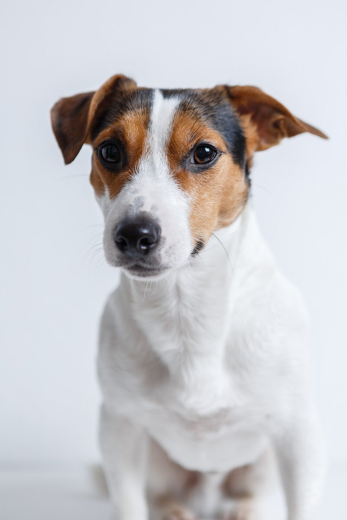 A dog undergoing diagnostic blood testing at a veterinary clinic