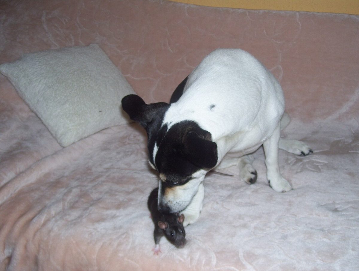 A dog undergoing diagnostic blood testing at a veterinary clinic