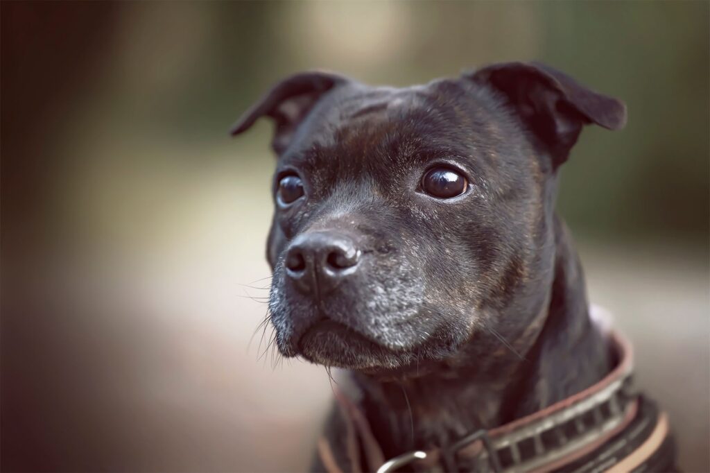 stress and glucose levels in dogs