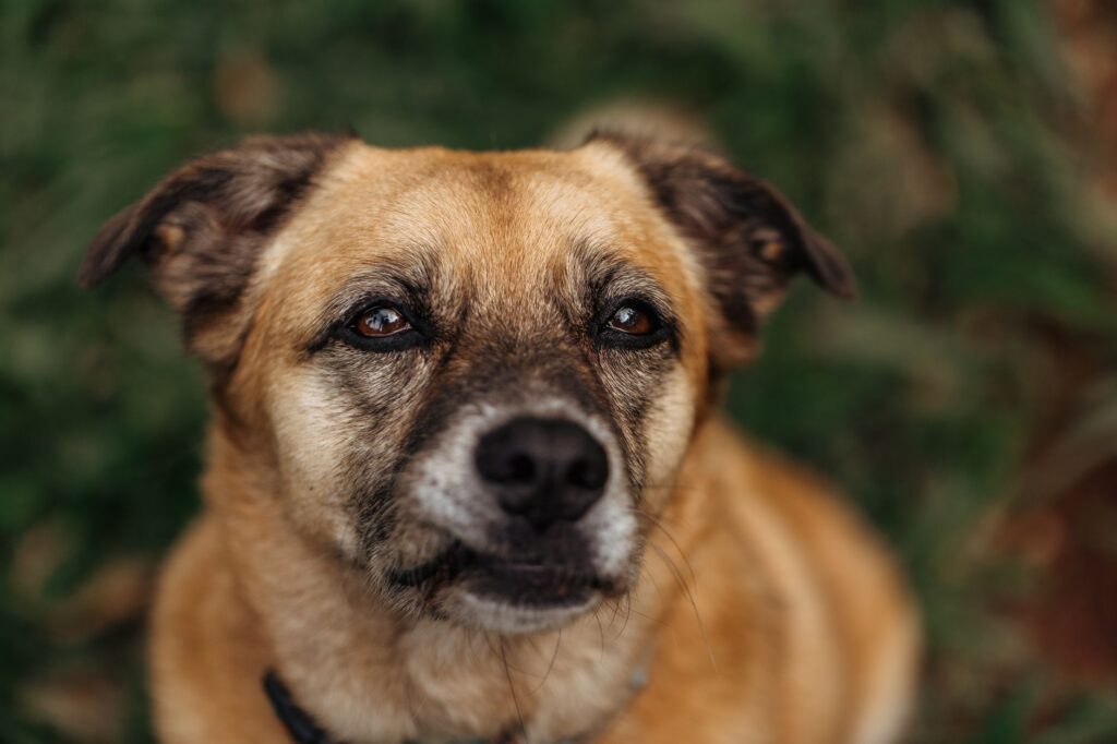 Veterinary care for a dog