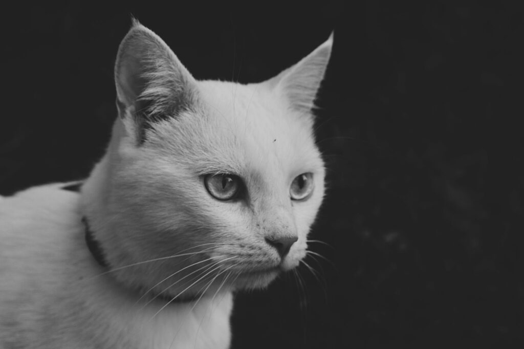 Stress and LDH Levels in Cats