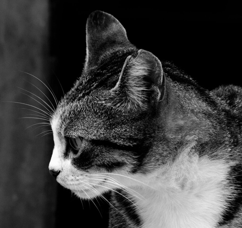 Stress and MCH Levels in Cats