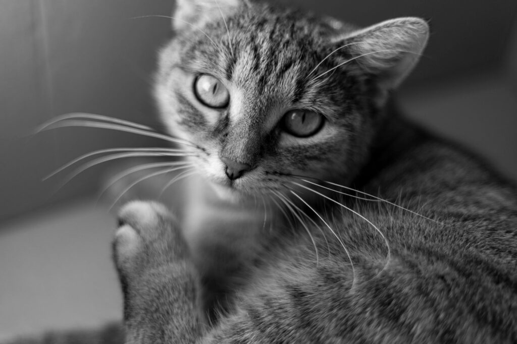 Stress and MCHC Levels in Cats