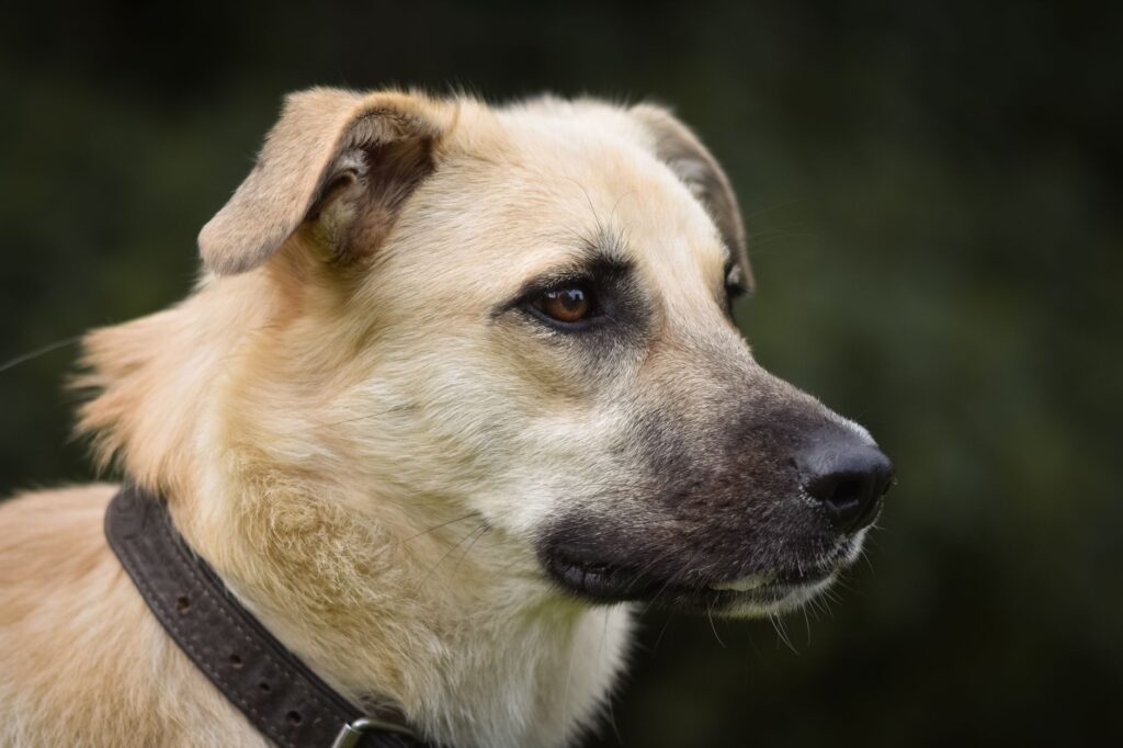 stress and platelets levels in dogs
