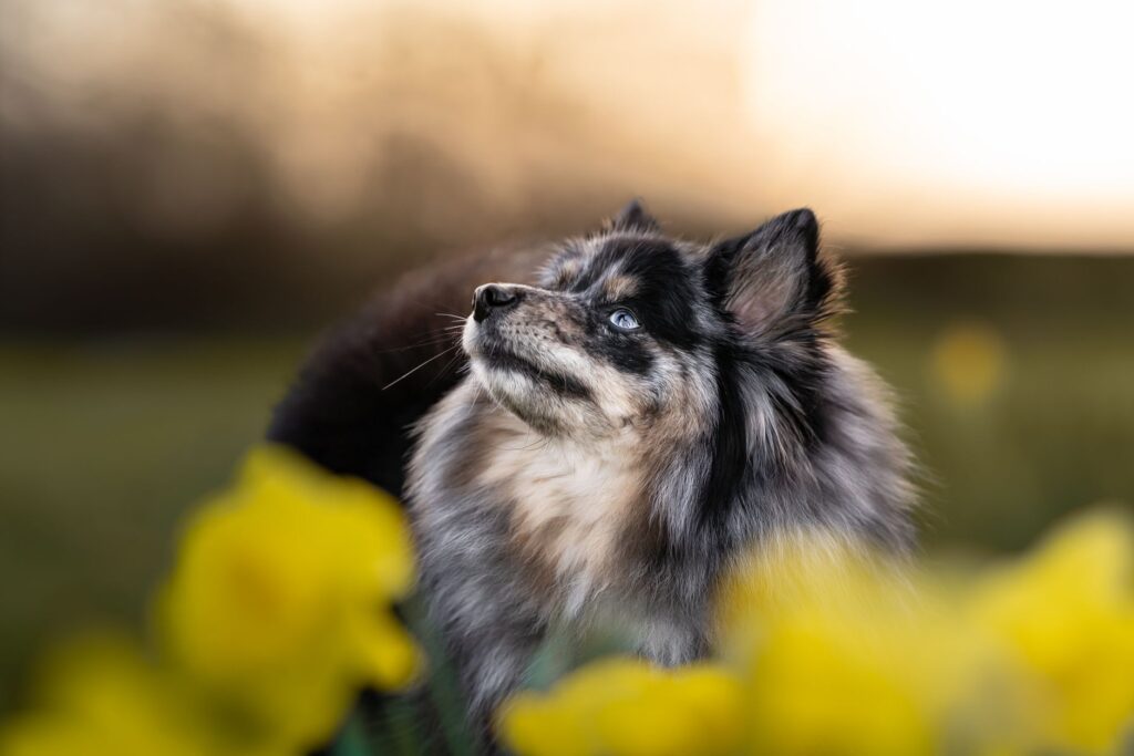 stress and rbc levels in dogs