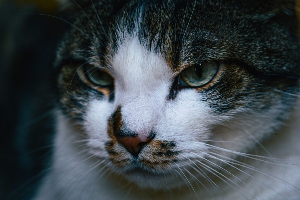 stress and sodium levels in cats