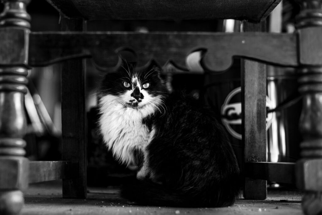 Stress and WBC Levels in Cats