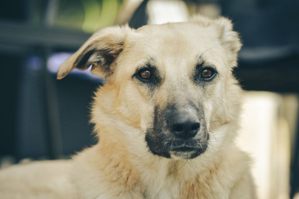 Stress and WBC Levels in Dogs