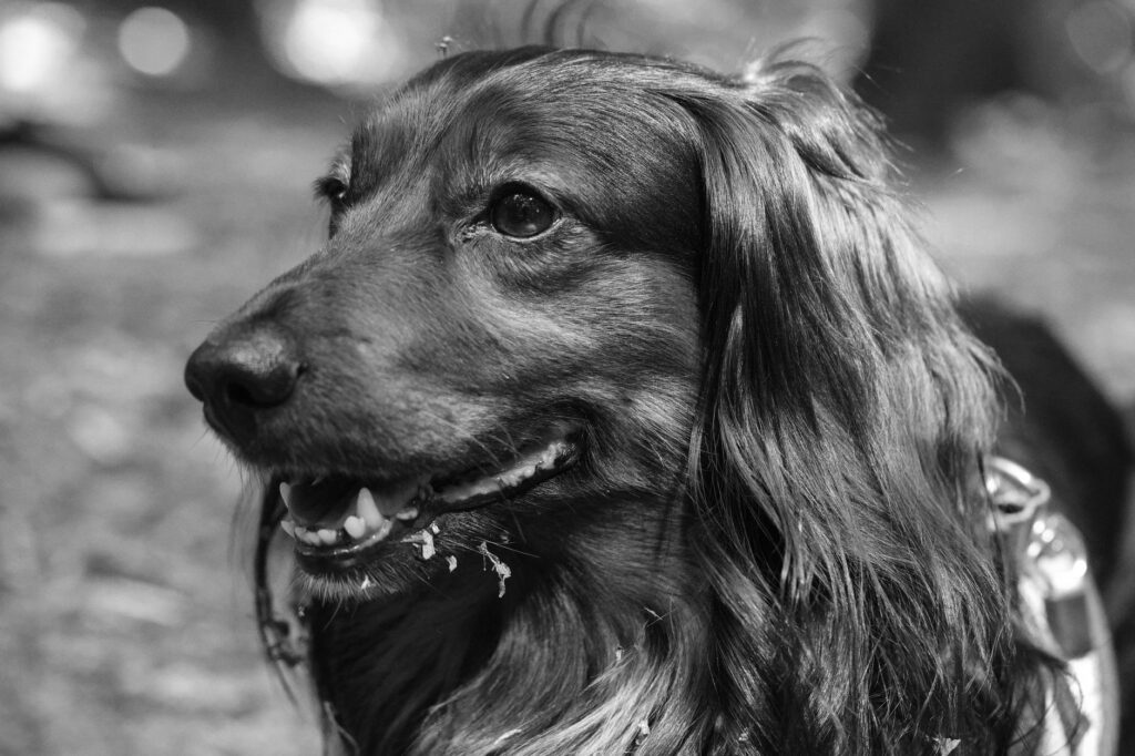 total protein in dogs breed and age differences