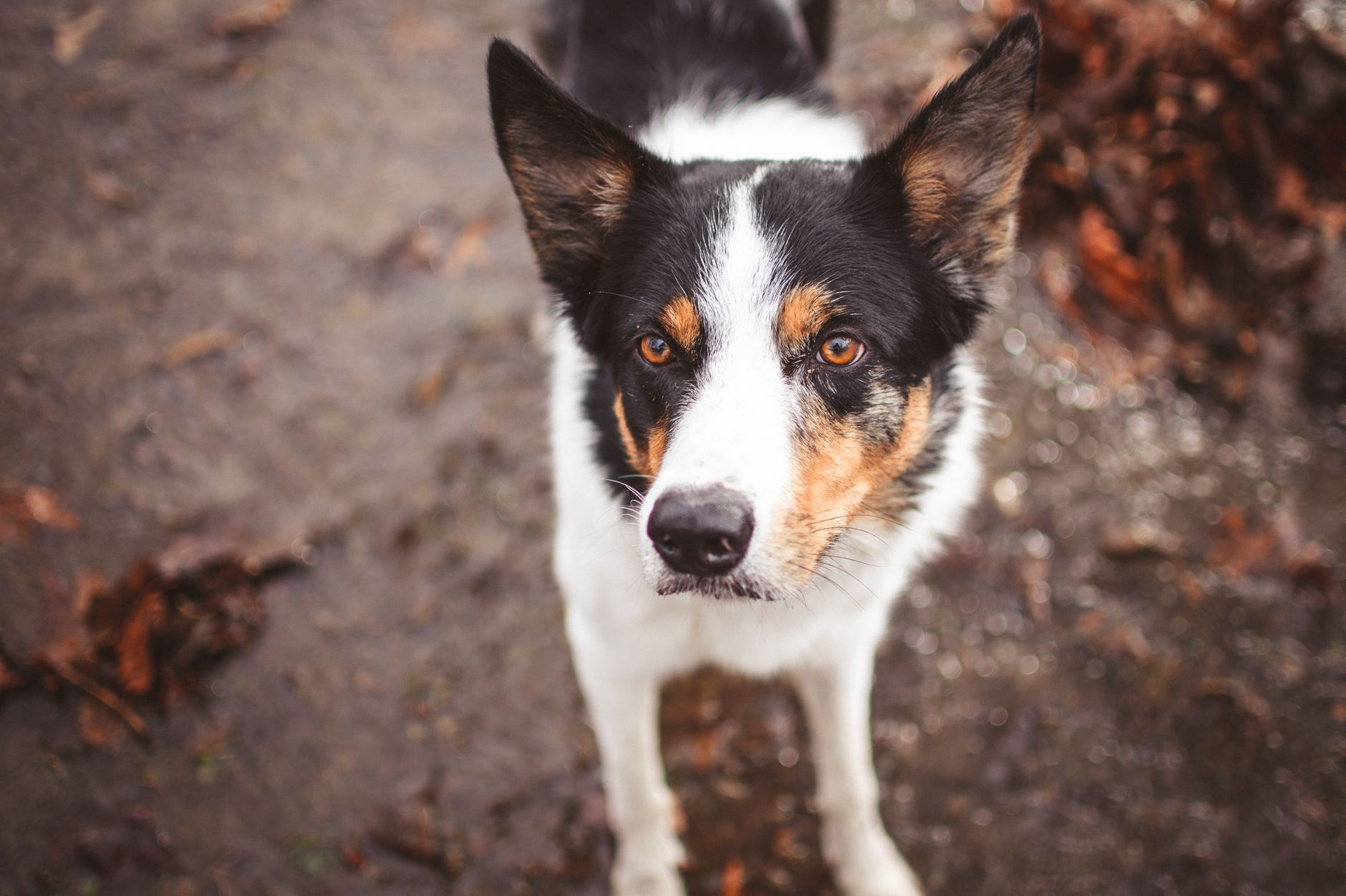 Veterinary care for a dog