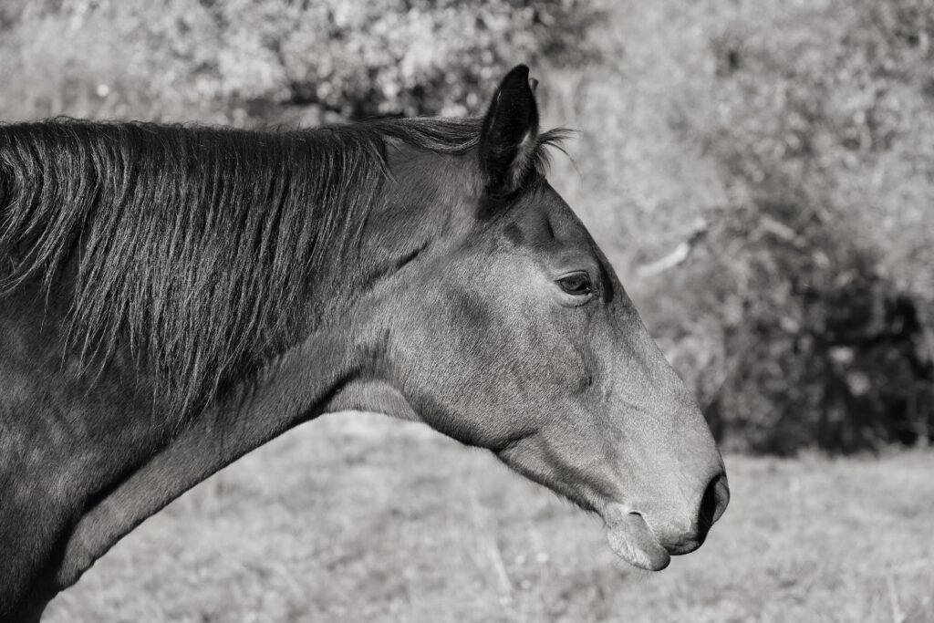 understanding horse cbc abnormalities common insights