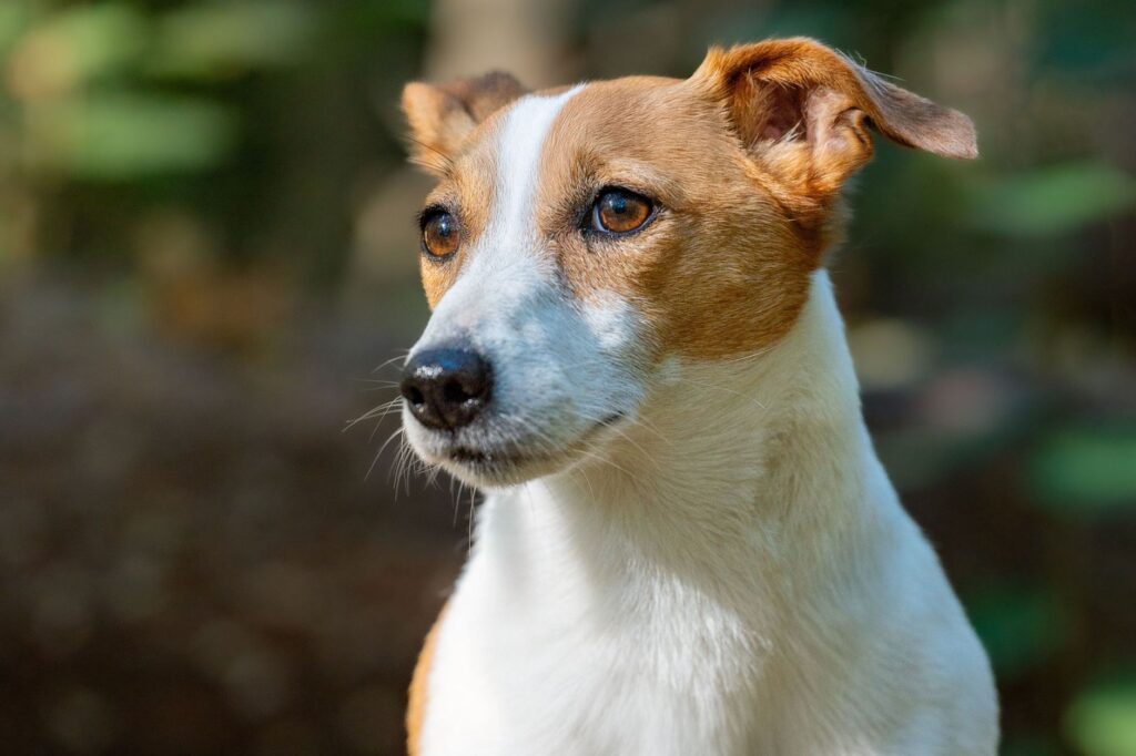 uric acid in dogs breed and age differences