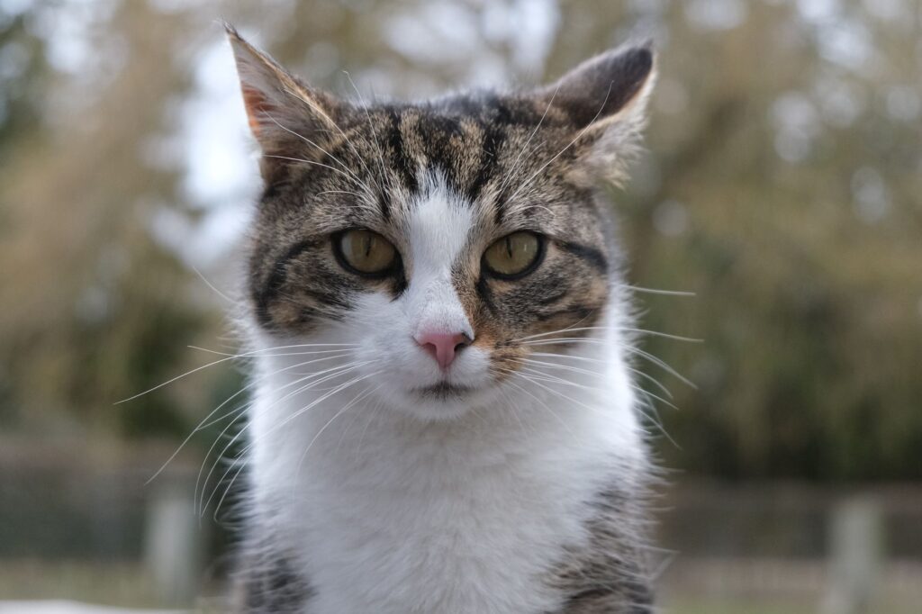 wbc blood test in cats what it measures