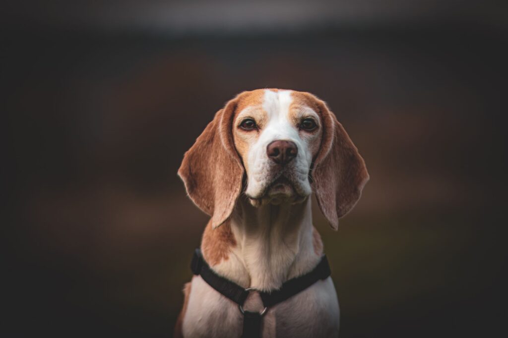 wbc blood test in dogs what it measures