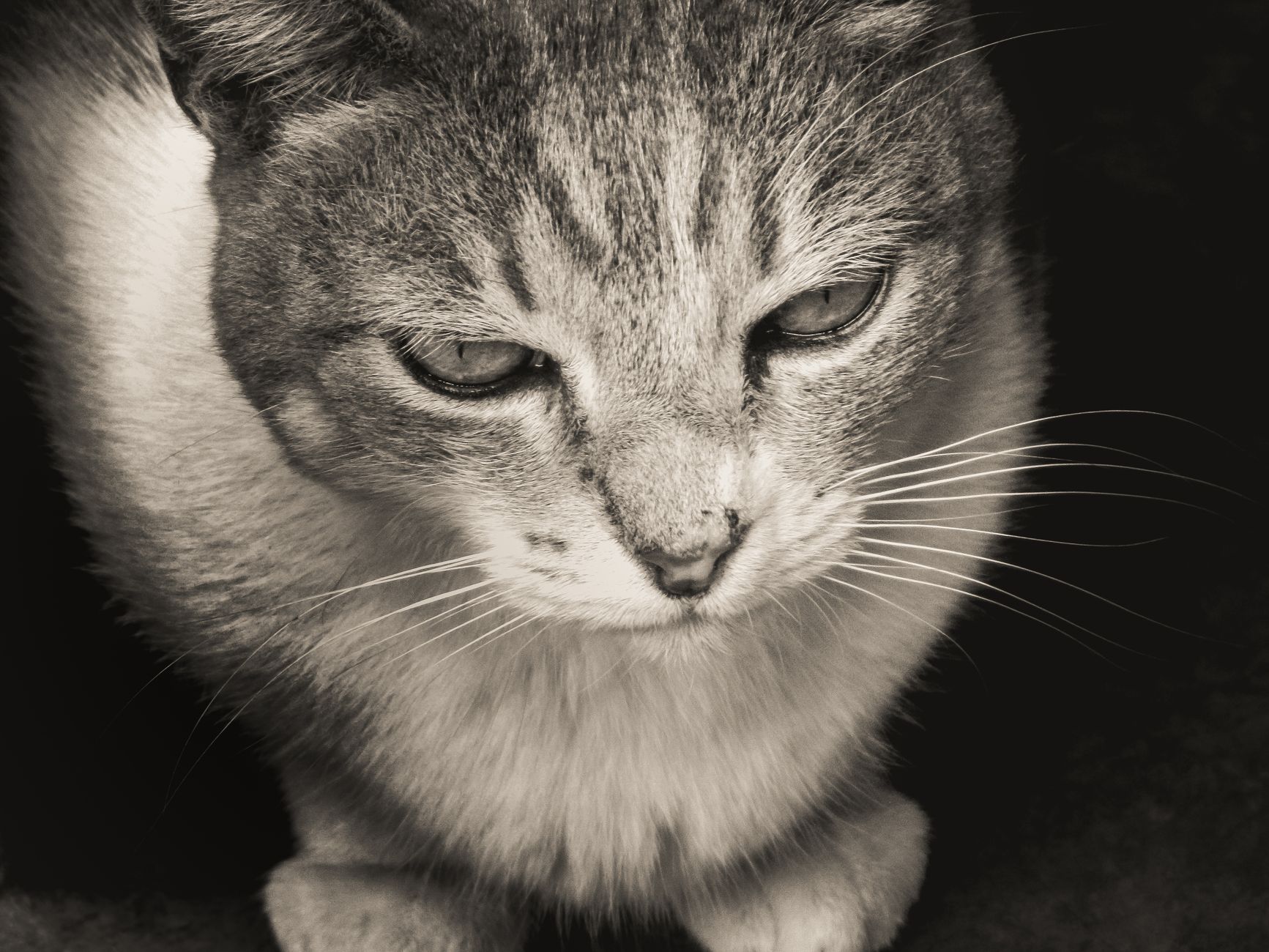 Veterinary care for a cat