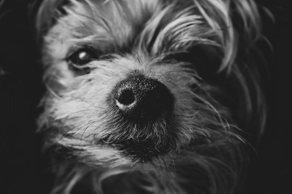what happens if high alp goes untreated in dogs