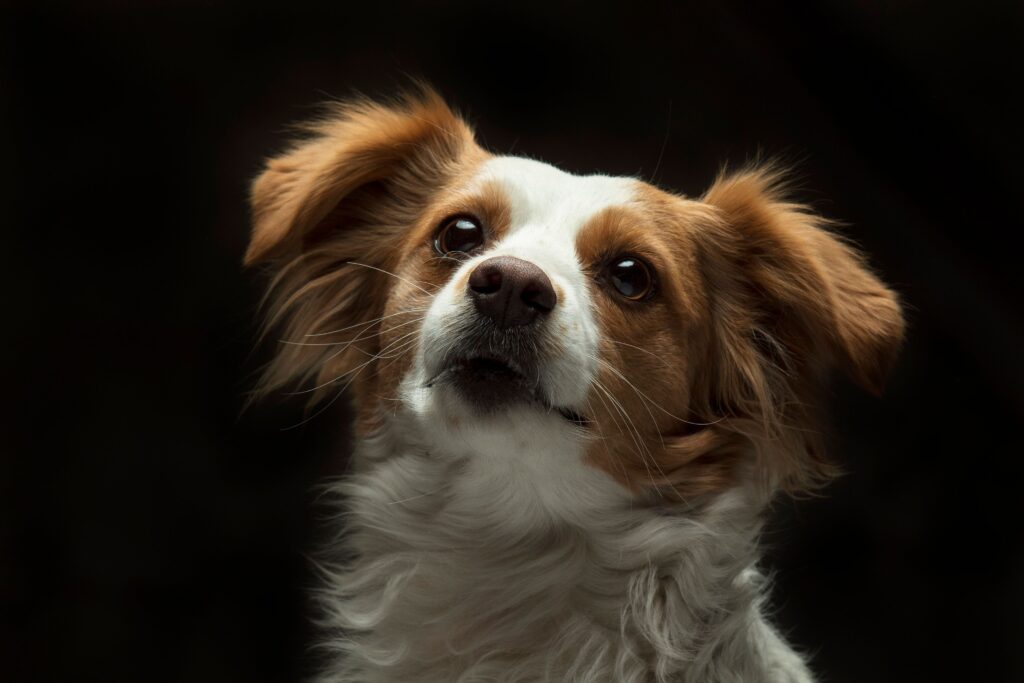 what happens if high ast goes untreated in dogs