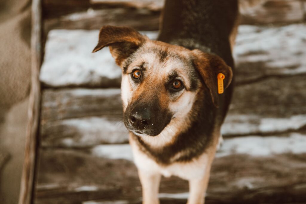 When Should You Worry About Band Neutrophils in Dogs?