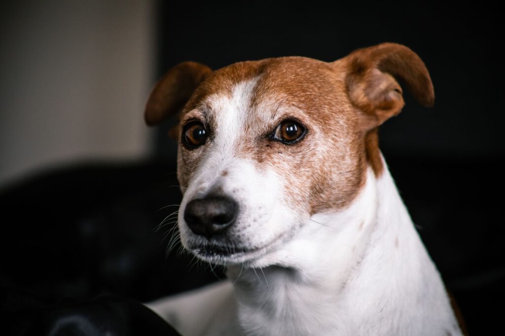When Should You Worry About Basal Cortisol in Dogs?