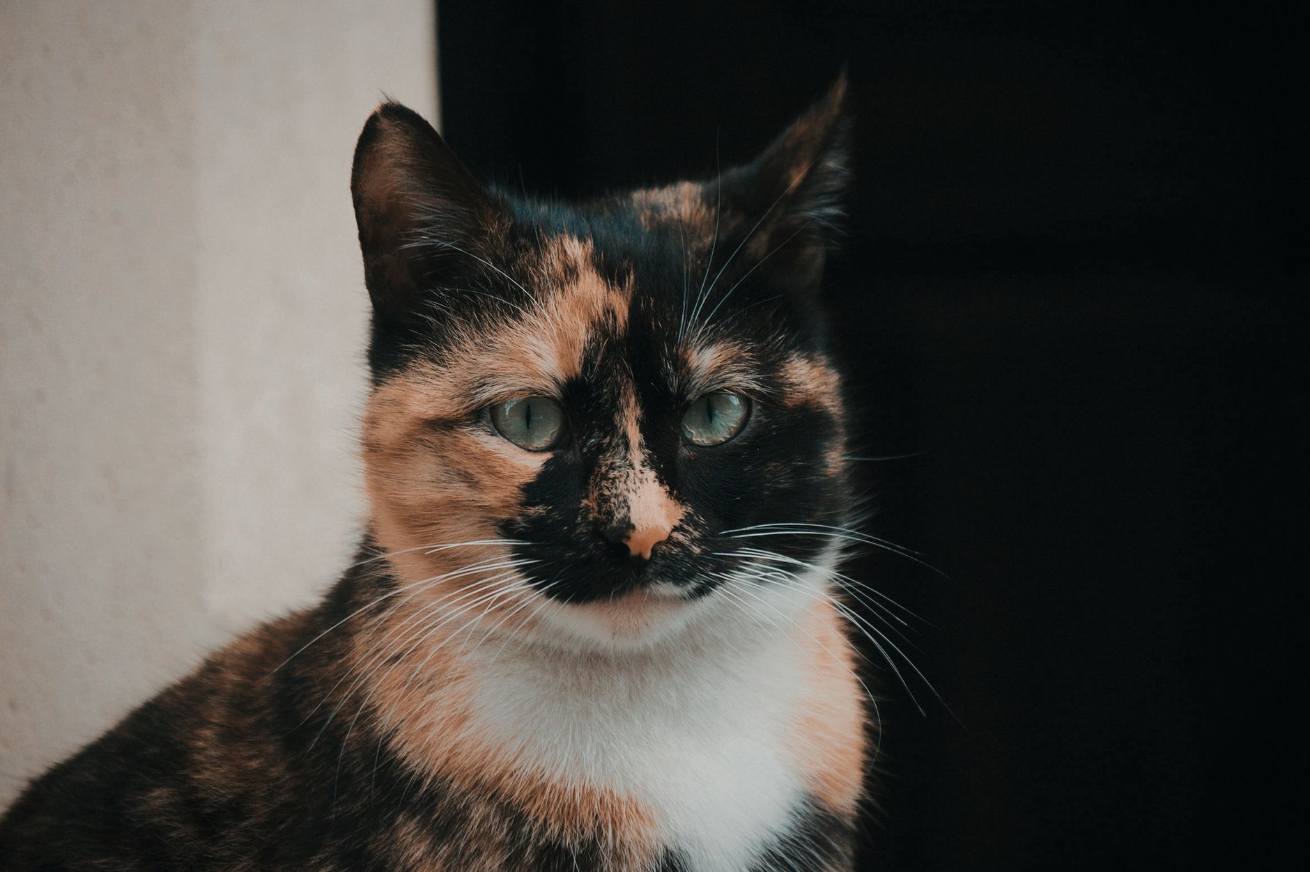 Veterinary care for a cat