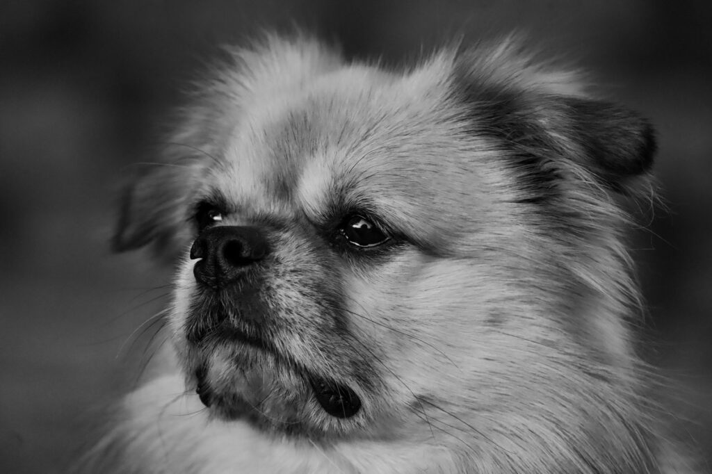 When Should You Worry About Calcium Phosphorus Product in Dogs?