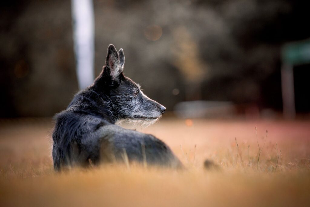 When Should You Worry About Nucleated Red Blood Cells in Dogs?