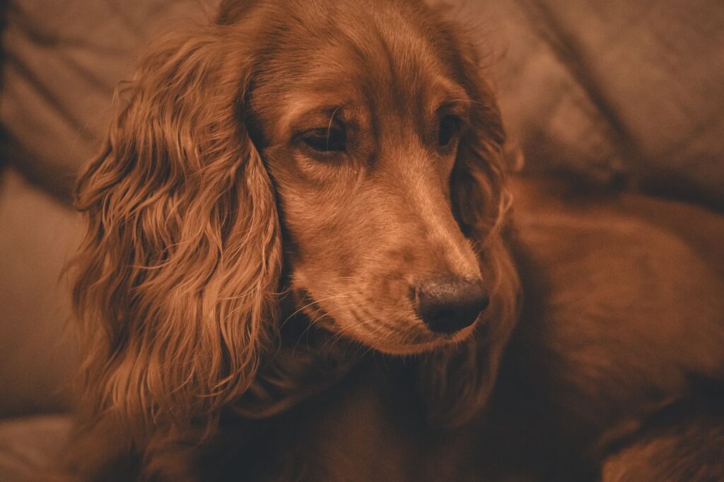 When Should You Worry About Sorbitol Dehydrogenase in Dogs?