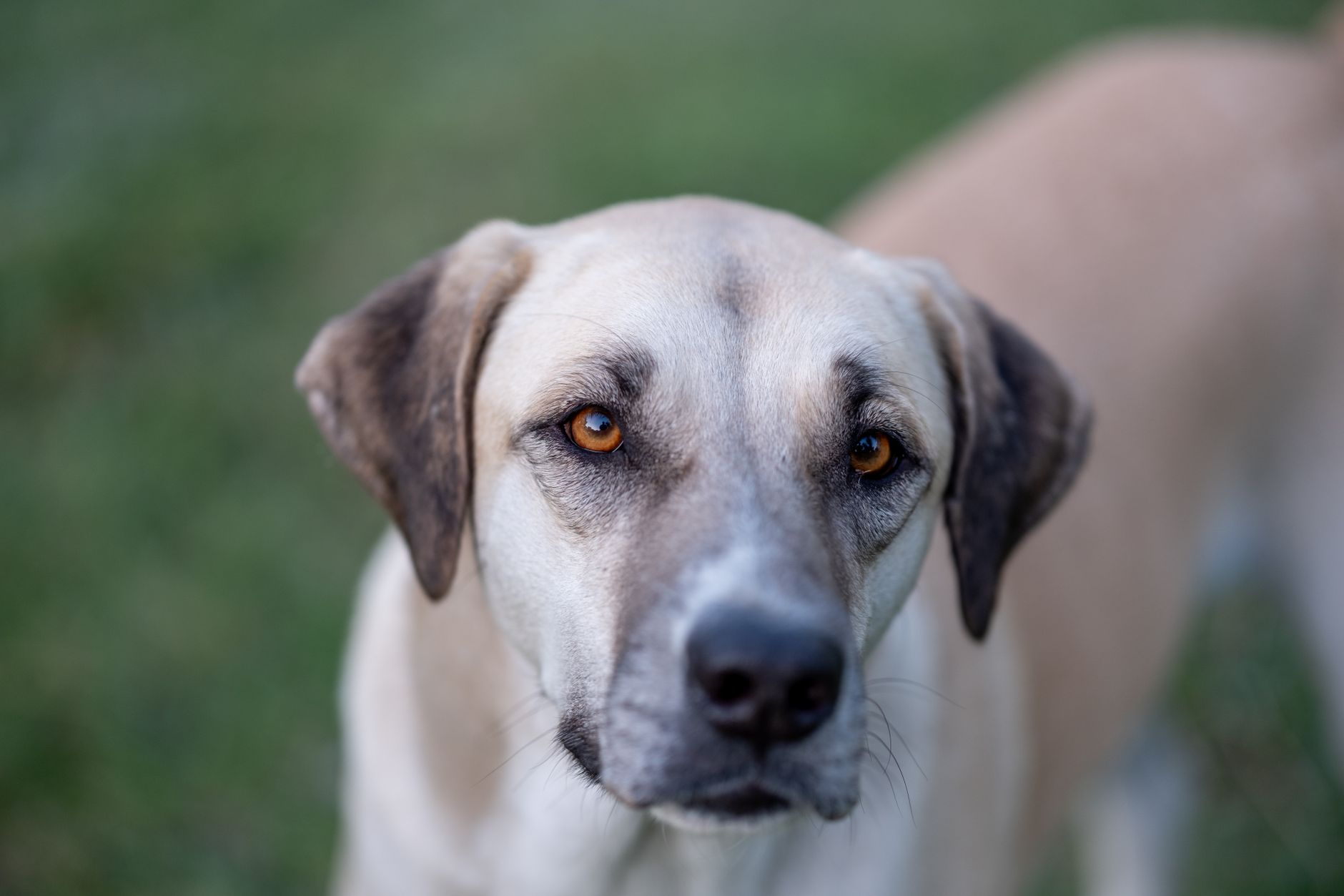 Veterinary care for a dog