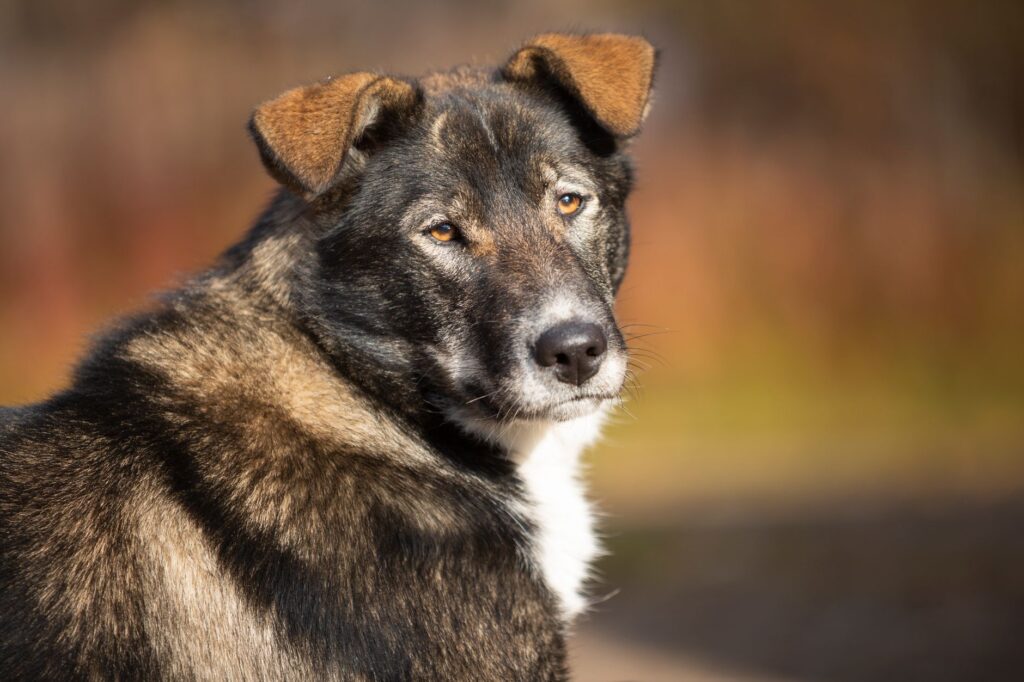 when should you worry about urine specific gravity in dogs